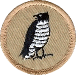 Not Just Any Bird, This Is A Hawk